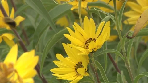 Bee gathering nectar from yellow flower Stock Footage 83664641