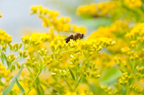 Bee gathering nectar from yellow flower on a sunny day Stock Photos