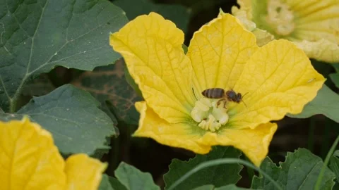 Bee gathering nectar on a yellow zucchini flower among large green leaves in a g 스톡 동영상 342812532