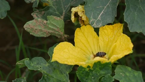 Bee gathering nectar on a yellow zucchini flower with green leaves in the backgr Stock Footage 344627071
