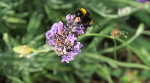 Bee gathering the pollen 1 Vídeos de archivo 50876445