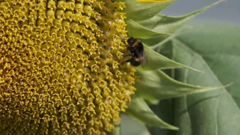 Bee gathering pollen and nectar from sunflower seed head Stock Footage 252069356