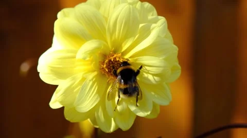 Bee gathering pollen and nectar from a yellow dahlia flower Stock Footage 252069358