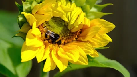 Bee gathering pollen and nectar from a yellow sunflower Stock Footage 252069378