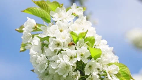Bee Gathering Pollen on Cherry Tree Blossoms in Sunlight During Spring Season Stock Footage 336811294