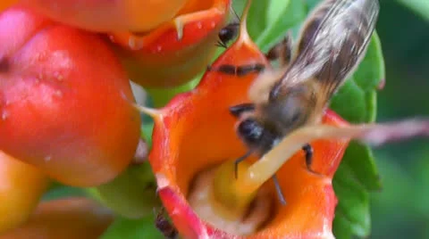 Bee gathering pollen from a flower with ant Stock-Footage 26442827