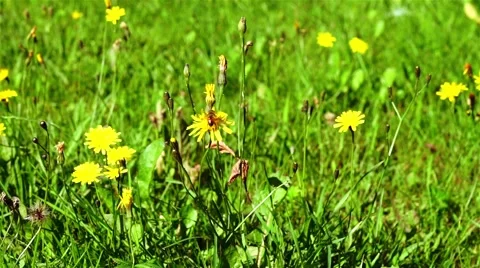 Bee Gathering Pollen From A Flower Stock-Footage 44454581