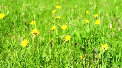 Bee Gathering Pollen From A Flower Stock Footage 46943854