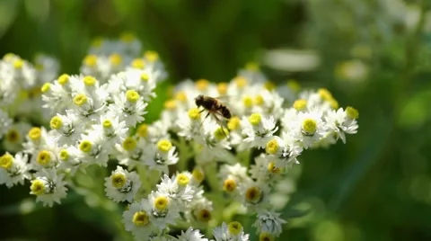 Bee Gathering Pollen From A Flower Stock Footage 55018238