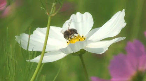 Bee gathering pollen from a flower take off and fly Stock Footage 28387210