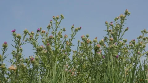 Bee Gathering Pollen Flying around milk thistles4k. Stock Footage 96576404