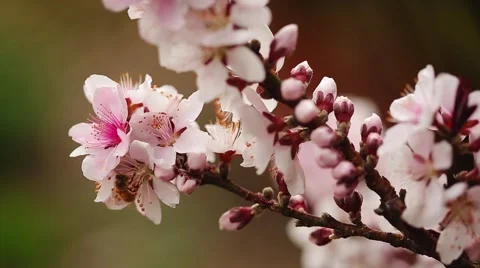 Bee Gathering Pollen  Stock Footage 50618611