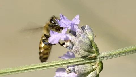 Bee gathering pollen Stock Footage 80960291