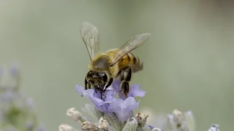 Bee gathering pollen Stock Footage 80960298