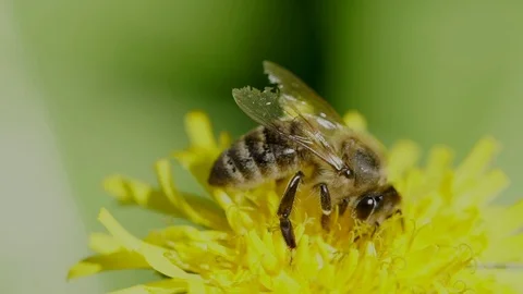 Bee gathering pollen Stock Footage 80960648