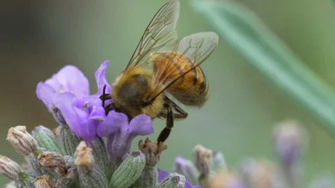 Bee gathering pollen Stock Footage 80982869