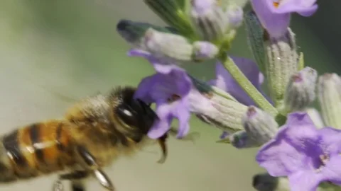 Bee gathering pollen Stock Footage 80988036