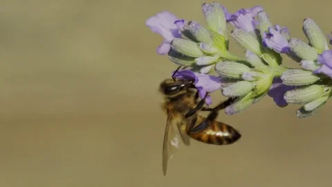 Bee gathering pollen Stock Footage 80988047