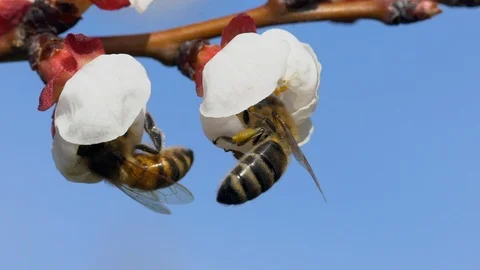 Bee gathering pollen Stock Footage 87776952