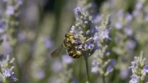 Bee gathering pollen Stock Footage 91808463