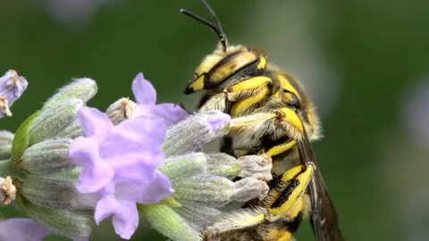 Bee gathering pollen Stock Footage 91860681