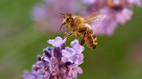 Bee gathering pollen 156746905
