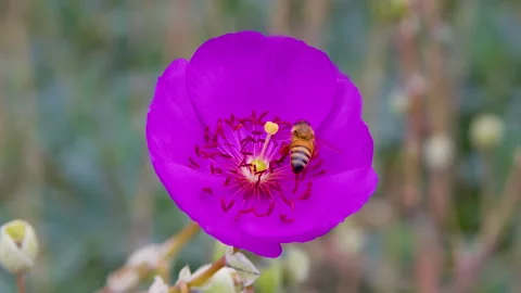 Bee Gathering Pollen Stock Footage 276251181
