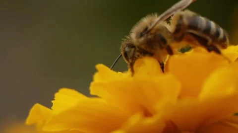 Bee gathering pollen FULL HD Stock Footage 8836335
