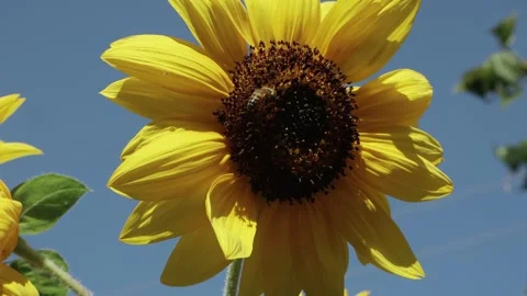 Bee gathering pollen on large sunflower Stock Footage 249293936