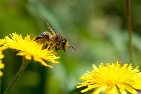 Bee  gathering pollen Foto stock