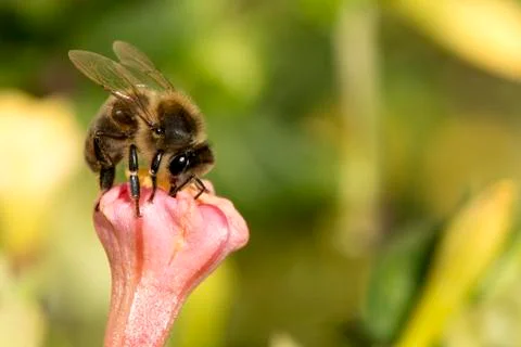 Bee  gathering pollen Stock Photos