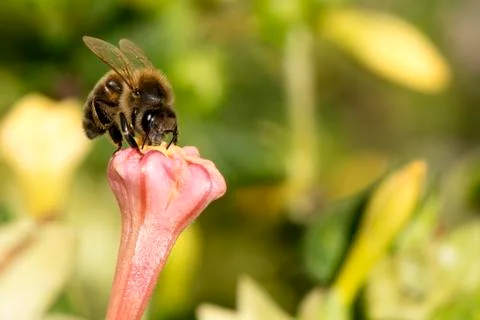 Bee  gathering pollen Stock Photos