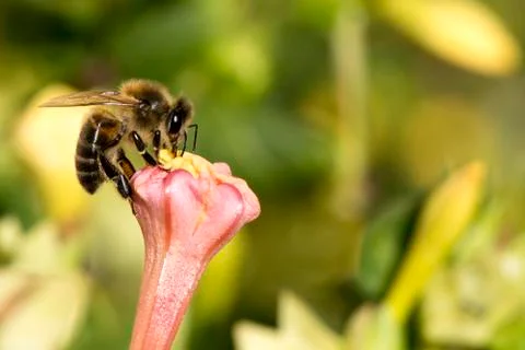 Bee  gathering pollen Stock Photos