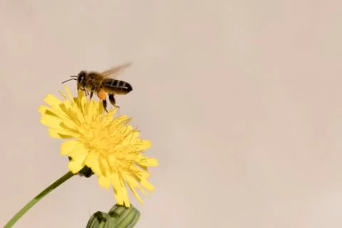 Bee  gathering pollen Stock Photos