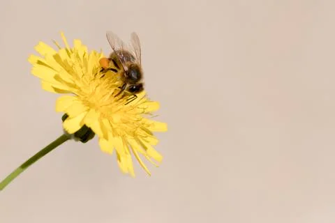 Bee  gathering pollen Stock Photos