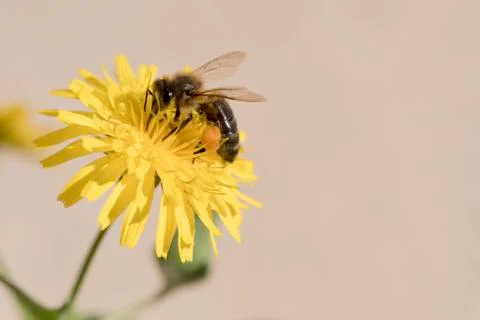 Bee  gathering pollen Foto stock