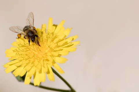 Bee  gathering pollen Stock Photos