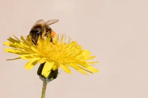 Bee  gathering pollen Foto stock
