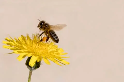 Bee  gathering pollen Stock Photos