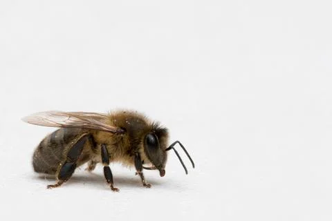 Bee  gathering pollen Stock Photos