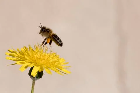 Bee  gathering pollen Stock Photos