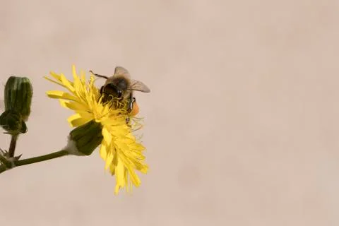 Bee  gathering pollen Stock Photos
