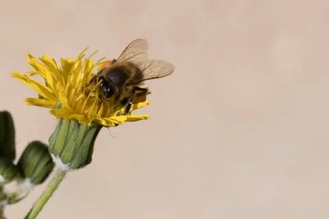 Bee  gathering pollen Stock Photos