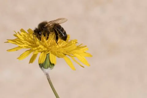 Bee  gathering pollen Foto stock
