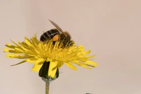 Bee  gathering pollen Foto stock