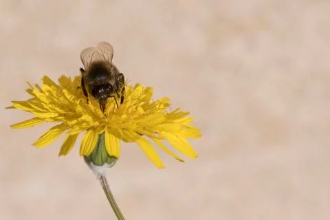 Bee  gathering pollen Foto stock