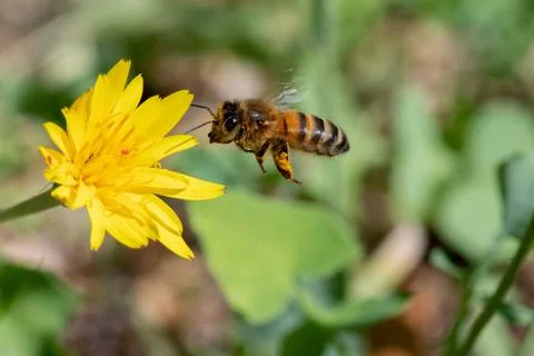 Bee  gathering pollen Stock Photos