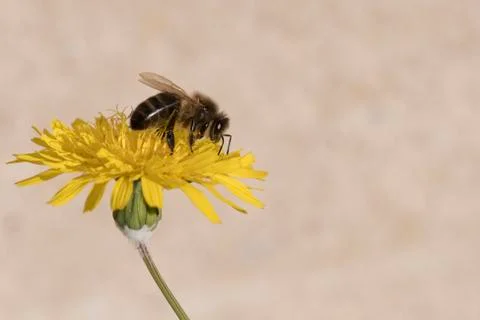 Bee  gathering pollen Foto stock