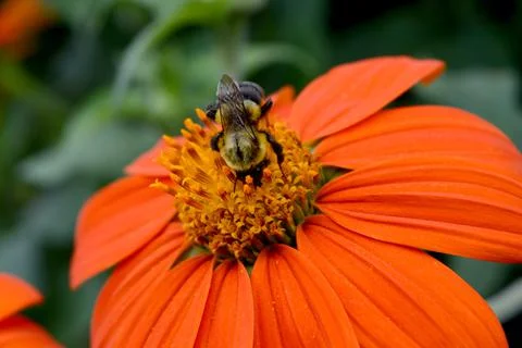 Bee Gathering Pollen Stock Photos