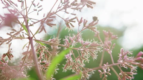 Bee Gathering Pollen on Pink Flowers Video stock 340762292
